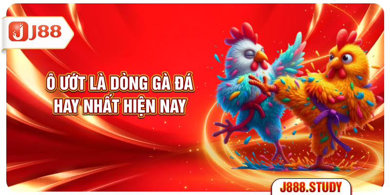 o-uot-la-dong-ga-da-hay-nhat-hien-nay